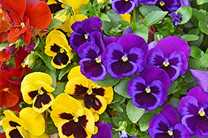 Pansy deals